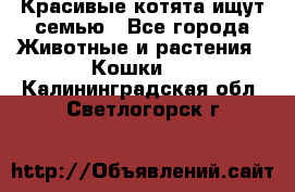 Красивые котята ищут семью - Все города Животные и растения » Кошки   . Калининградская обл.,Светлогорск г.